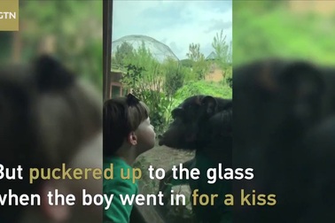 Tinh nghịch nụ hôn của tinh tinh và cậu bé 4 tuổi