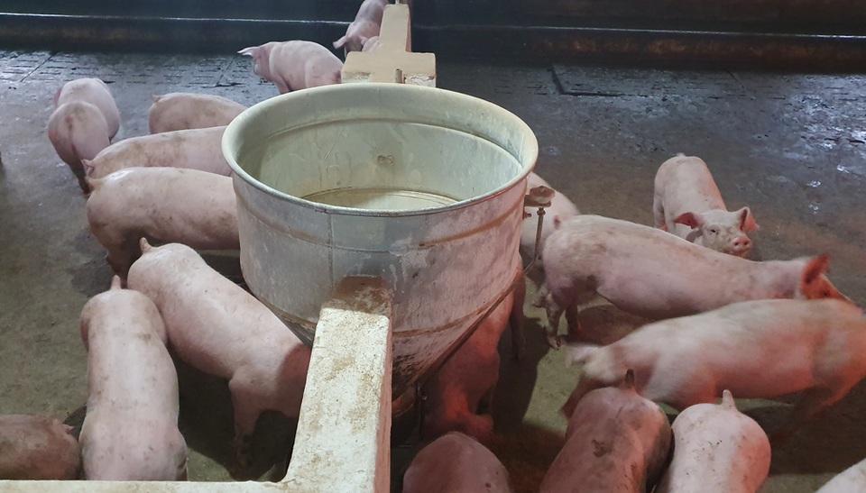 Cứu được đàn lợn hàng chục tỷ đồng nhờ tiêm vắc xin thử nghiệm - 4 Cứu được đàn lợn hàng chục tỷ đồng nhờ tiêm vắc xin thử nghiệm - 4
