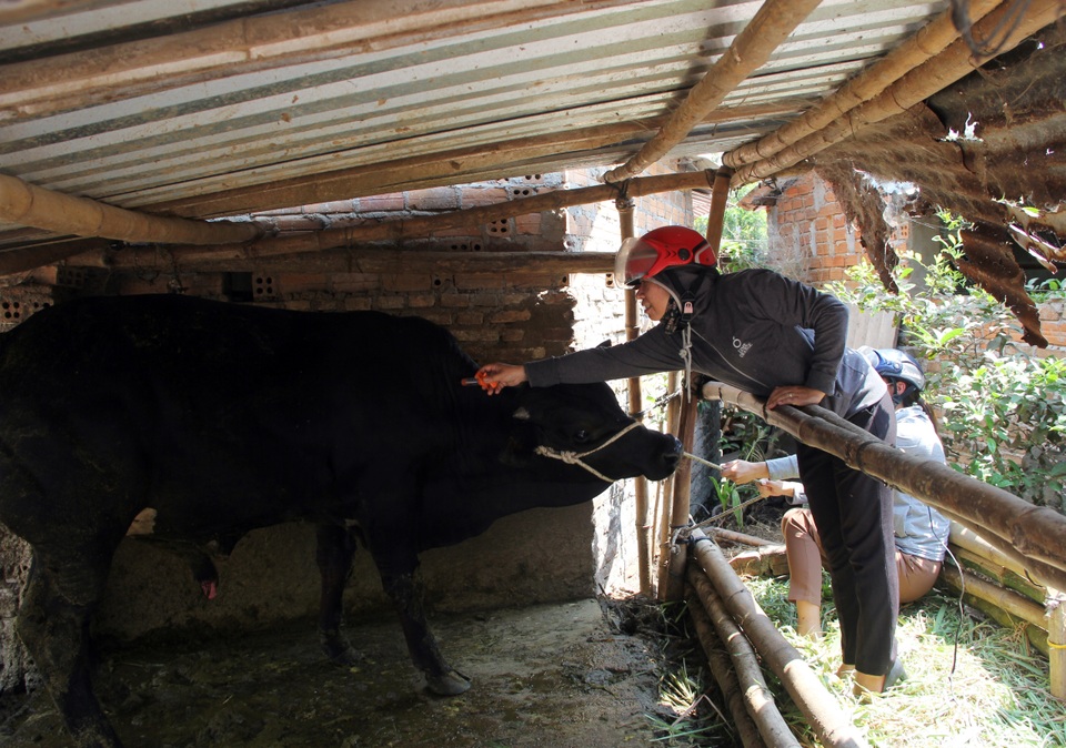 Phú Yên: Gia súc ngã bệnh chết hàng loạt, cán bộ thú y nói chỉ vài con - 6 Phú Yên: Gia súc ngã bệnh chết hàng loạt, cán bộ thú y nói chỉ vài con - 6