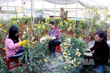 Thương lái Trung Quốc "gom" hồng Đà Lạt trước Valentine