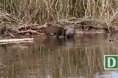 Cận cảnh đàn lợn rừng ở miền biển