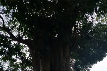 Chuyện về 3 cây cổ thụ trên 300 tuổi trong khu lưu niệm Đại thi hào Nguyễn Du