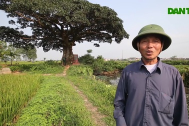 Những cây đại thụ nghìn năm tuổi ở Bắc Bộ