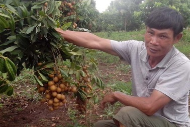 "Vua" nhãn kể chuyện... đếm tiền mỏi tay