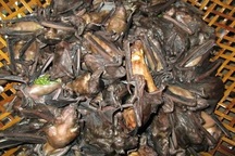 Loài vật xấu xí khiến nhiều người “khóc thét” lại là đặc sản “ngon trứ danh” ở miền Tây