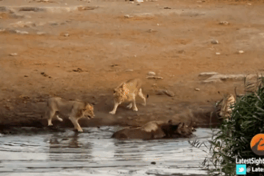 Bầy sư tử đói đánh liều mon men quây bắt tê giác sa lầy và cái kết