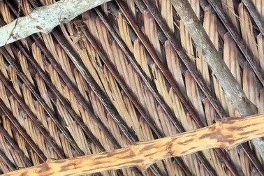 Hổ ngựa trèo lên mái nhà để săn chuột