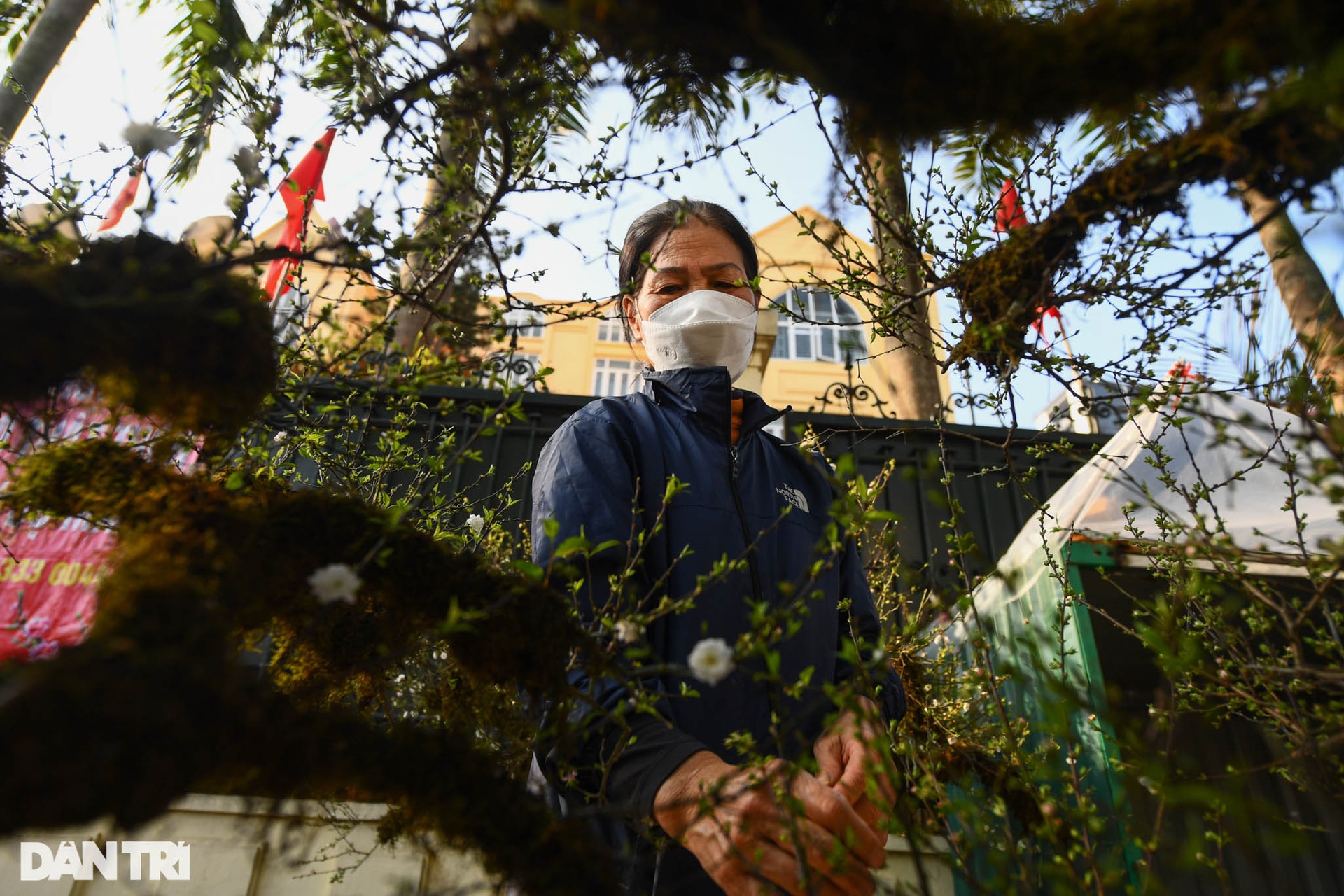 Nhất chi mai 300 triệu đồng bày bán vỉa hè chờ thượng đế rước về chơi Tết - 7