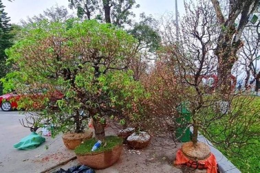 Người dân Huế tặng đào chơi Tết cho huyện miền núi trồng