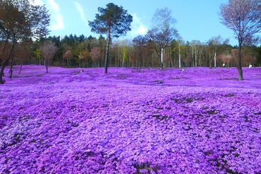 Những trải nghiệm không thể bỏ qua khi tới xứ sở hoa anh đào