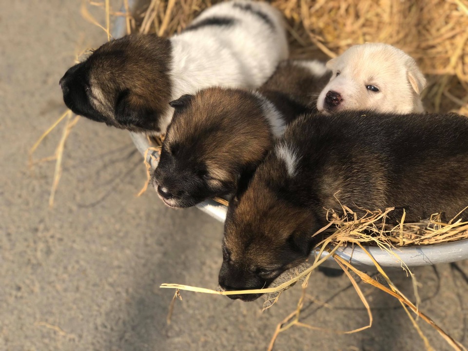 “Tứ đại Quốc khuyển” Việt Nam, muốn mua cũng phải chờ cả năm - 5