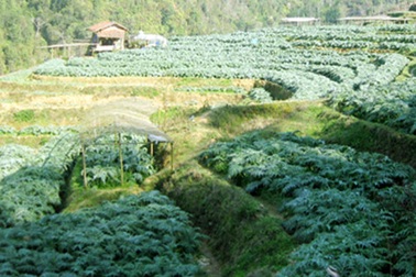 Thu tiền tỉ mỗi năm từ trồng cây atiso