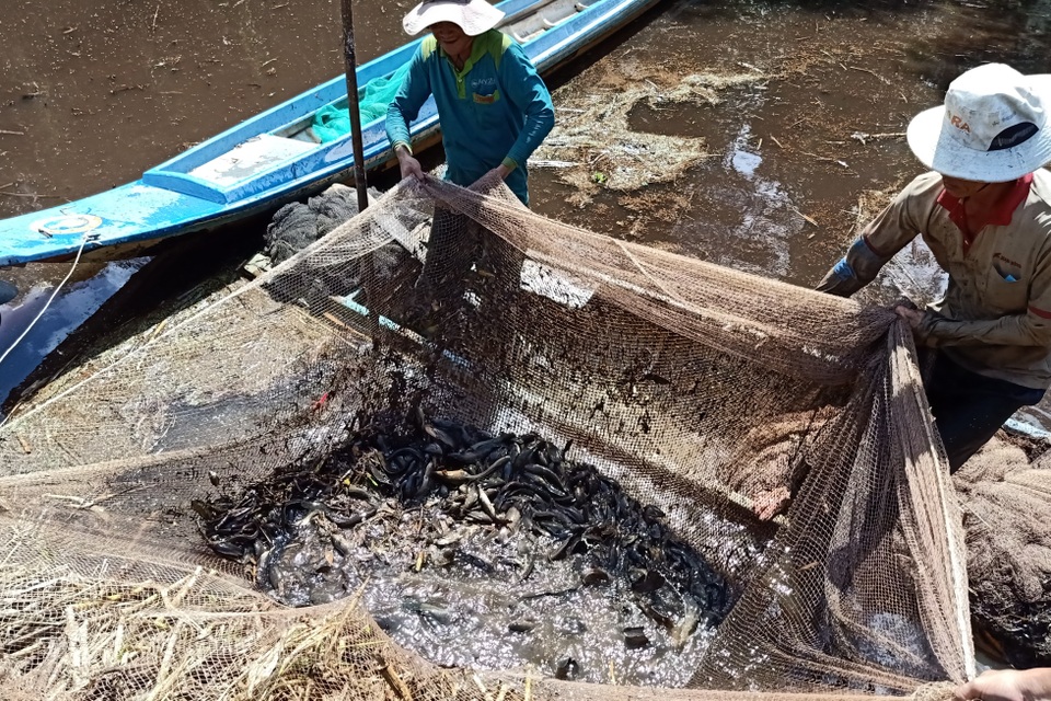 Xem người dân miền Tây bắt cả trăm ký cá đầy sáng tạo - 7 Xem người dân miền Tây bắt cả trăm ký cá đầy sáng tạo - 7