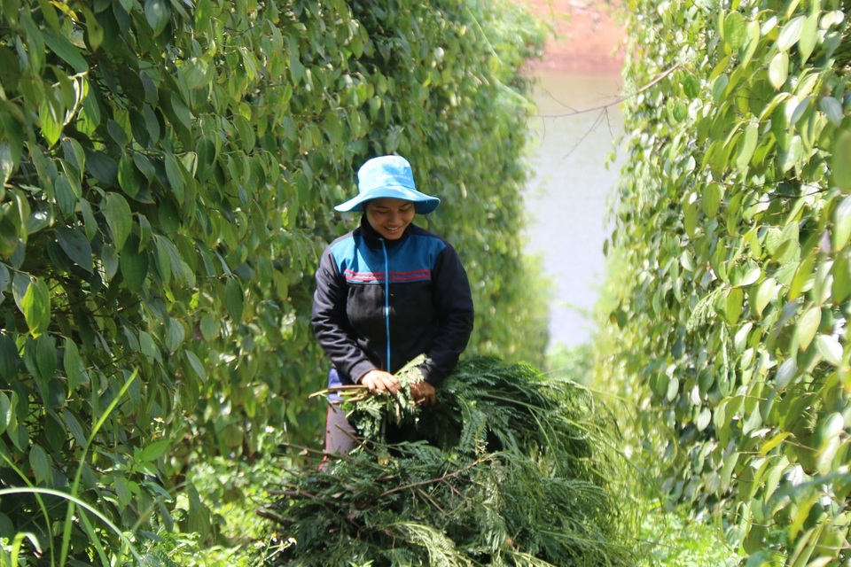 Nuôi dê cho ăn lá thừa, vợ chồng nghỉ hưu kiếm nửa tỷ đồng mỗi năm - 6 Nuôi dê cho ăn lá thừa, vợ chồng nghỉ hưu kiếm nửa tỷ đồng mỗi năm - 6