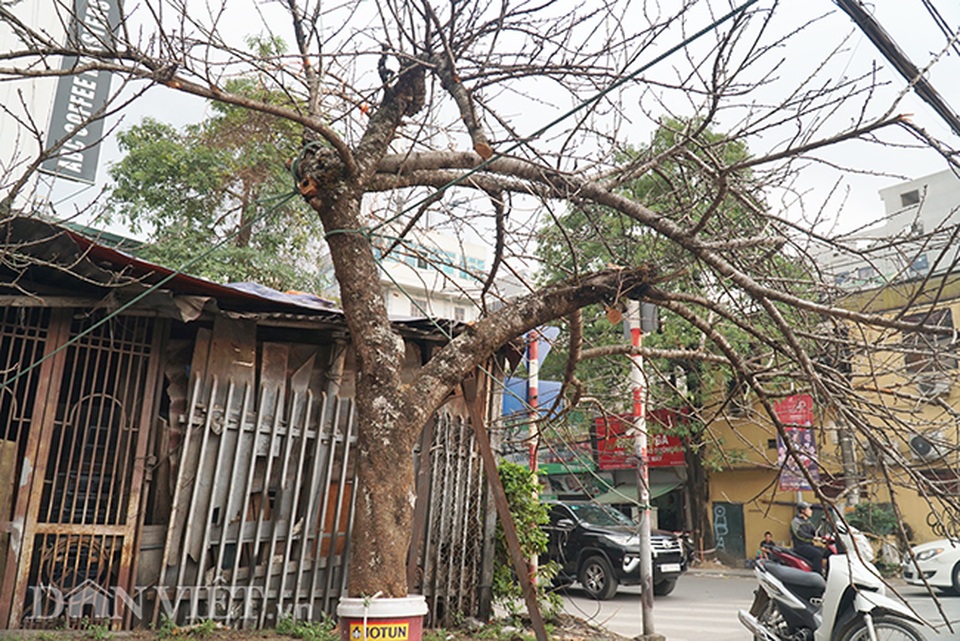 Cành đào rừng 10 năm tuổi được rao bán 200 triệu đồng ở Hà Nội - 3 Cành đào rừng 10 năm tuổi được rao bán 200 triệu đồng ở Hà Nội - 3