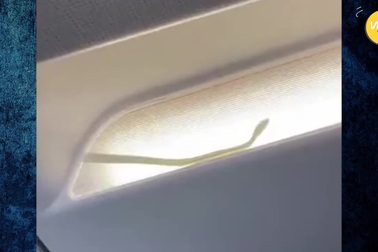 Rắn xuất hiện trong khoang hành lý trên máy bay