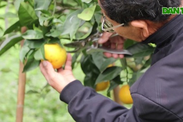 Loại cam đặc sản Tết bán với giá 70.000 đồng/quả