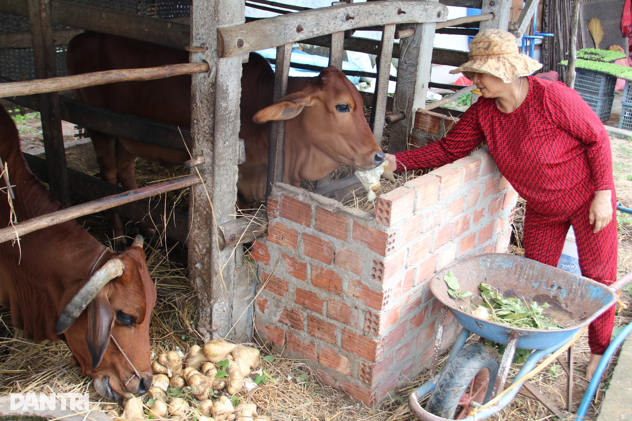 900 tons of unsold cassava, cows can't eat it all, people have to dig holes to bury it - 2 900 tấn sắn ế, bò ăn không hết, người dân phải đào hố chôn - 2