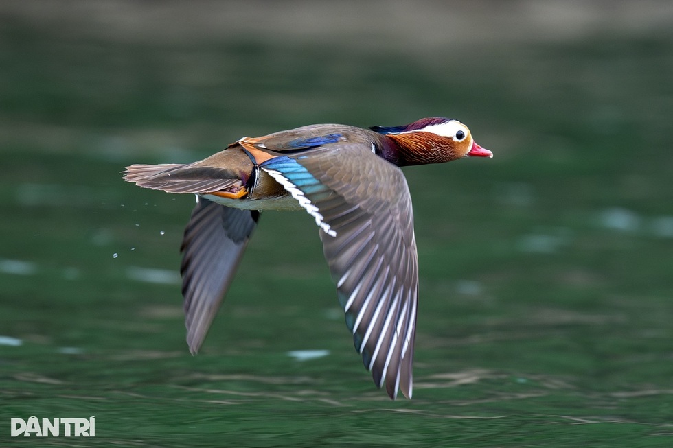 Buôn bán động vật hoang dã liên quan gì đến rửa tiền, ESG? - 1