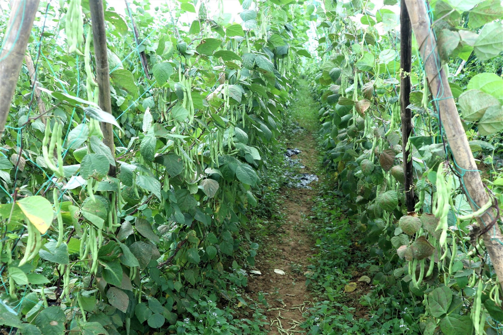 Nông dân khóc mếu vì giáp Tết rau củ bất ngờ tăng giá - 4 Nông dân khóc mếu vì giáp Tết rau củ bất ngờ tăng giá - 4