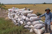 Giá lúa bất ngờ giảm sâu, thương lái bỏ cọc, nông dân “chết đứng” 