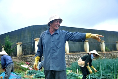 Hành lá bất ngờ được giá, nông dân phấn khởi thu lãi