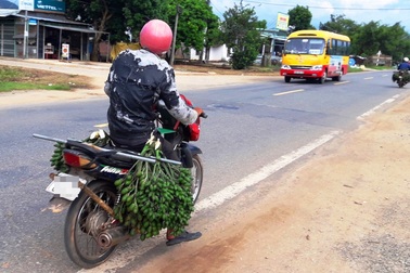 Lùng mua cau non để bán cho thương lái Trung Quốc
