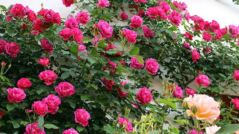 Người tình yêu cầu tôi cho 1 tỷ mới đồng ý chia tay - 1