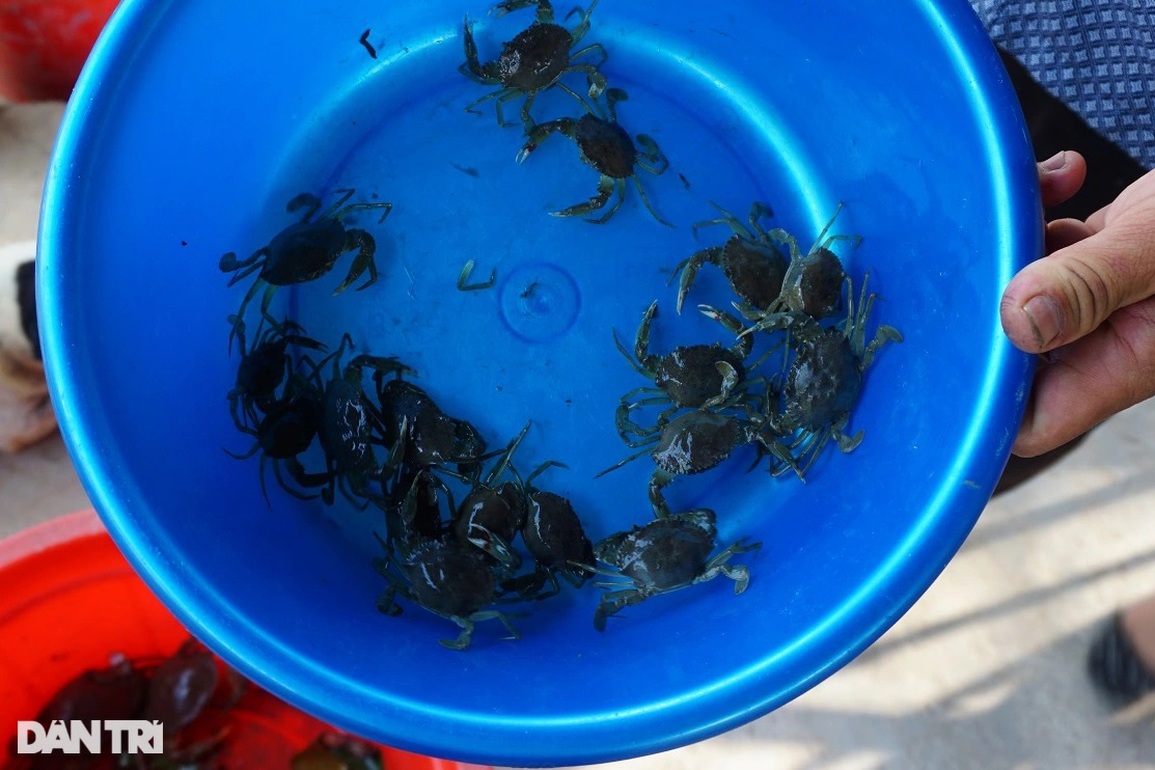 Anh nông dân nhàn hạ, thu lãi cao nhờ nuôi cua biển bằng cách độc, lạ - 1 Anh nông dân nhàn hạ, thu lãi cao nhờ nuôi cua biển bằng cách độc, lạ - 1
