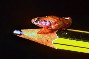 Phát hiện loài ếch bé bằng hạt đậu tại Malaysia