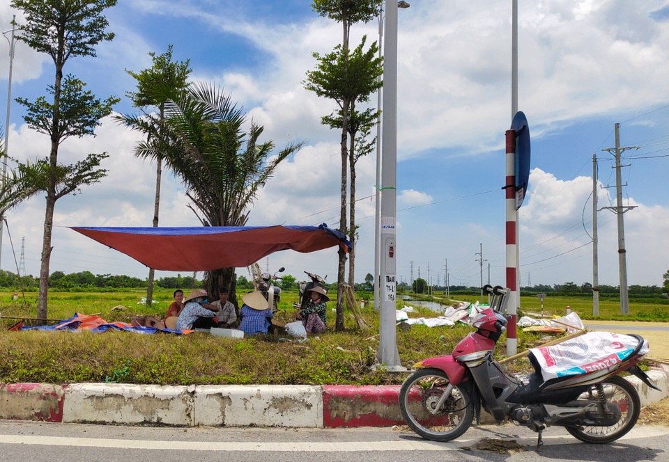 Hà Nội: Đến hẹn lại tới mùa... nông dân dựng lán, chiếm đường phơi thóc - 5 Hà Nội: Đến hẹn lại tới mùa... nông dân dựng lán, chiếm đường phơi thóc - 5