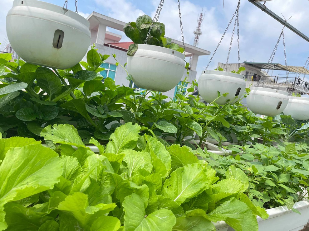Mẹ đảm ở Hà Nội cặm cụi chở đất, đưa lên tầng 8 làm vườn 100m2 - 10