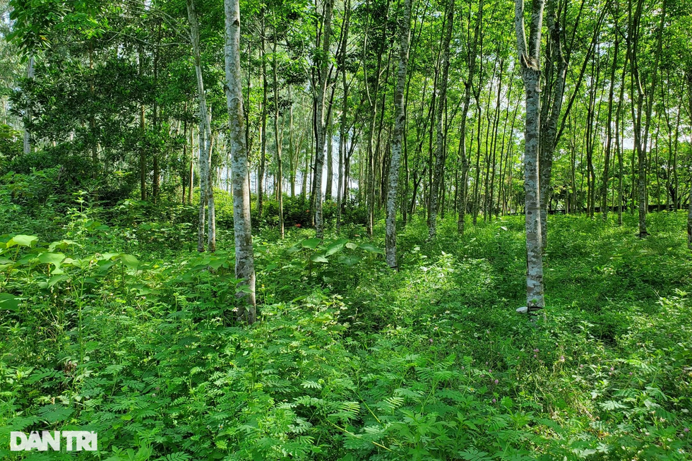 Kỳ lạ dòng lệ của voi đá ở kinh đô Vạn Lại - Yên Trường - 7 Kỳ lạ dòng lệ của voi đá ở kinh đô Vạn Lại - Yên Trường - 7