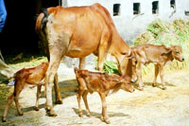 Chuyện hy hữu ở Nghệ An: Bò sinh 3