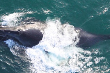 Các nhà khoa học lần đầu thu được âm thanh của quần thể cá voi khổng lồ cực hiếm