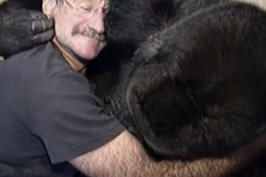 Cô khỉ đột bật khóc khi biết tin tài tử Robin Williams qua đời