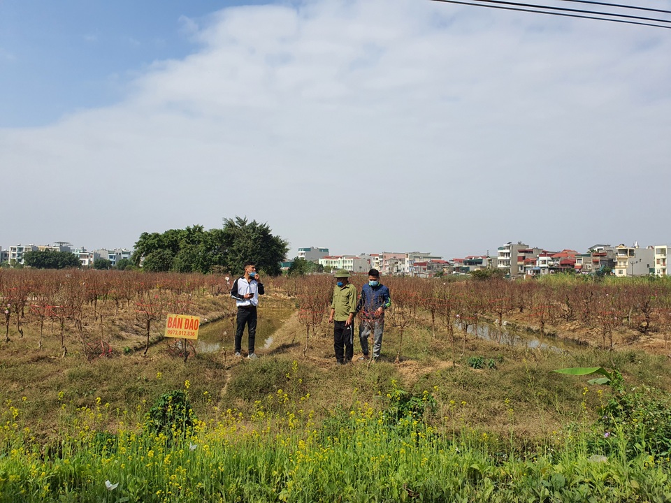 Hải Dương: Chiều 29 Tết đào nở đỏ ruộng, cả làng trắng tay vì Covid-19 - 10 Hải Dương: Chiều 29 Tết đào nở đỏ ruộng, cả làng trắng tay vì Covid-19 - 10