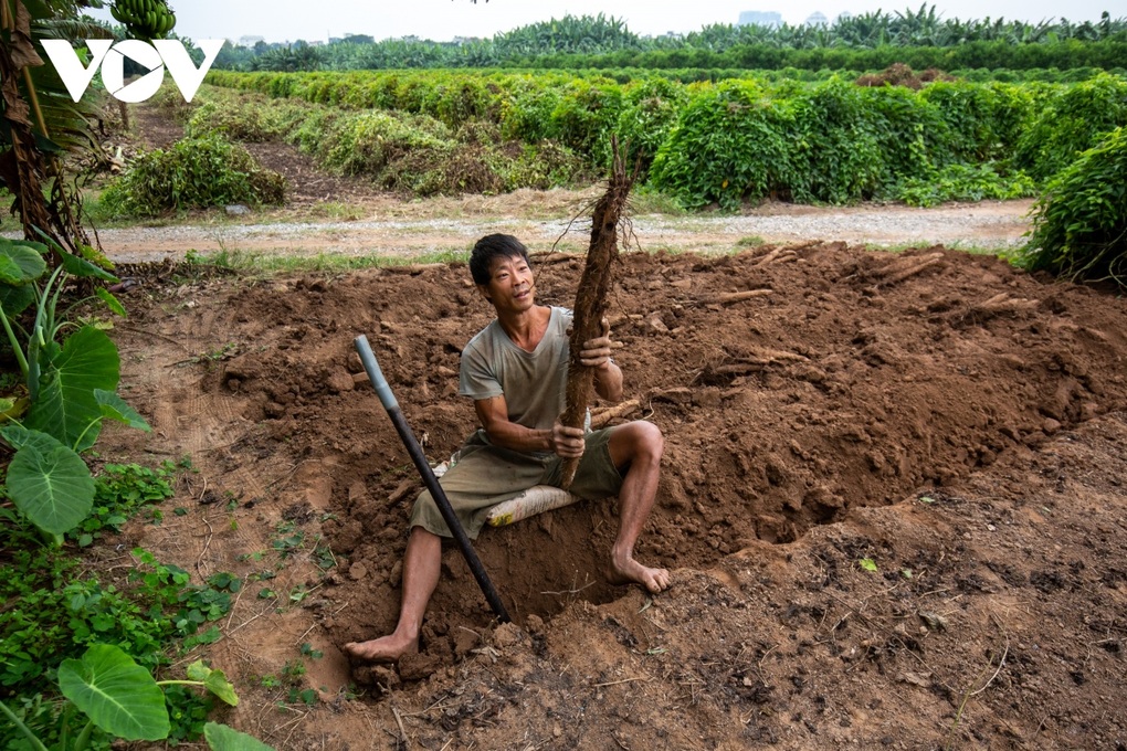Hà Nội: Cực nhọc đào loại củ trồng vạ vật cũng ra tiền ở bãi giữa sông Hồng - 9 Hà Nội: Cực nhọc đào loại củ trồng vạ vật cũng ra tiền ở bãi giữa sông Hồng - 9