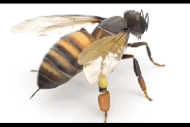 Vì sao ong chết sau khi đốt người?