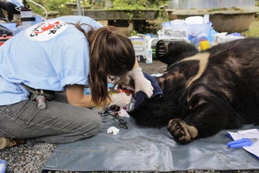 Hai cá thể gấu nặng hơn 150kg bị nuôi nhốt 15 năm được cứu hộ