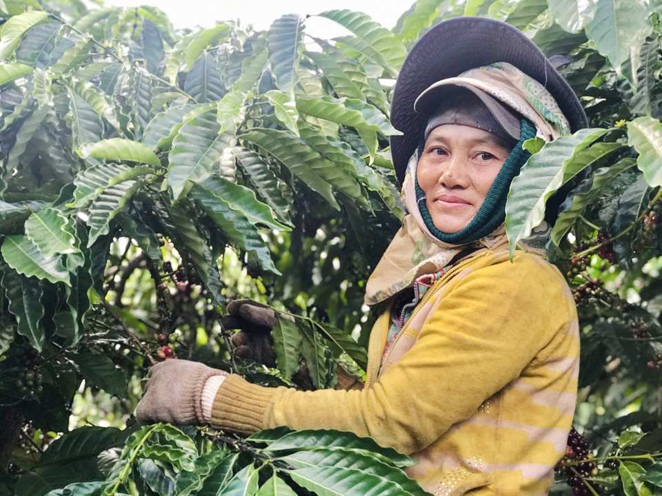 Gia Lai: Phu cà phê hái Tết đầu năm - 4 Gia Lai: Phu cà phê hái Tết đầu năm - 4