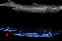 Đã tìm thấy động vật có xương sống phát sáng "khủng" nhất