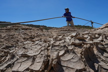 Cừu gục chết trên đường do hạn hán kéo dài ở miền Trung