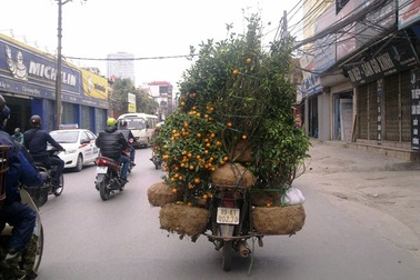 Thu tiền triệu mỗi ngày từ nhặt đào, quất ven đường 