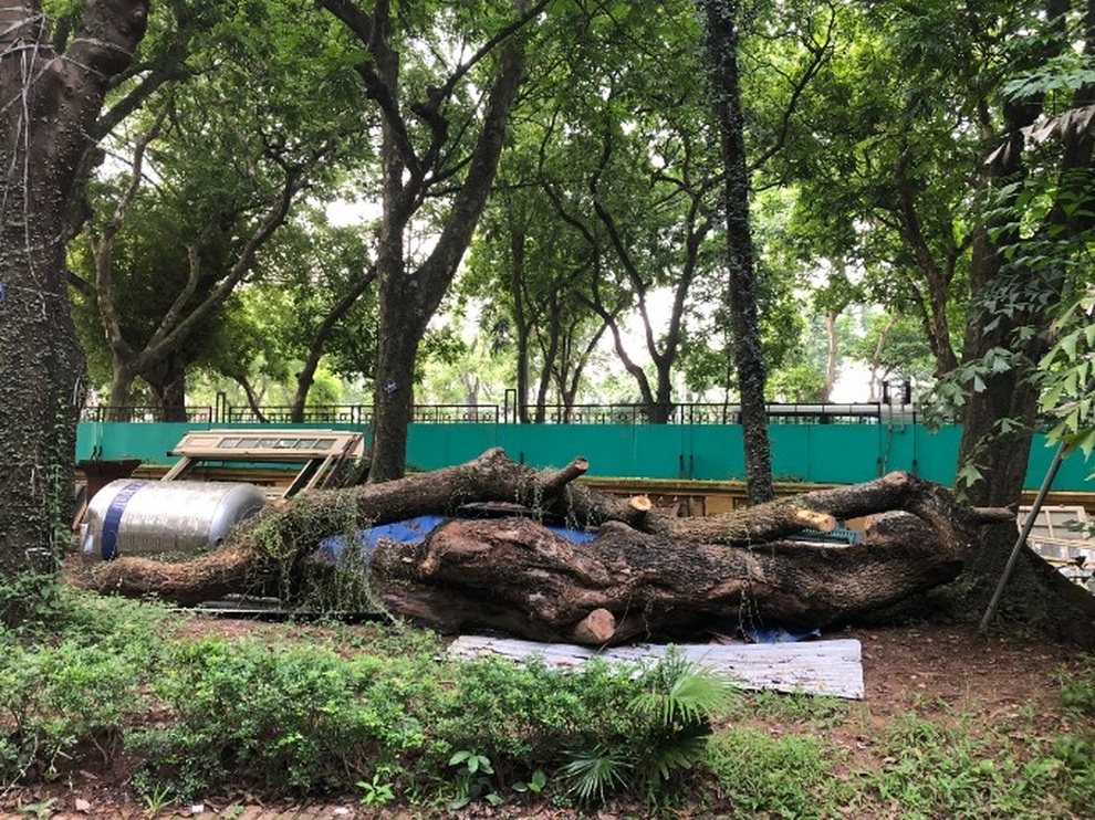 Hà Nội: Đấu giá trực tuyến 7 cây gỗ sưa được gần 235 tỷ đồng - 2 Hà Nội: Đấu giá trực tuyến 7 cây gỗ sưa được gần 235 tỷ đồng - 2