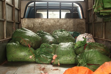 Bắt 400kg mỡ trâu, bò hôi thối ruồi nhặng bám dày đặc