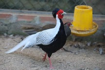 “Đột nhập” nơi nhân giống hàng chục cá thể gà lôi trắng, công má vàng