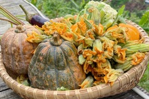 Bất ngờ với những lợi ích tuyệt vời của hoa bí