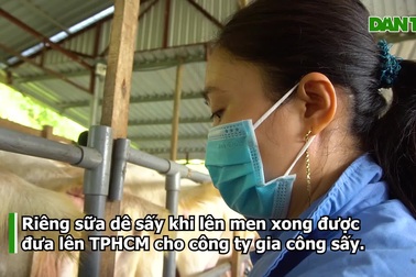 Nuôi dê lấy sữa, nông dân ở Hậu Giang bỏ túi hàng trăm triệu đồng mỗi năm