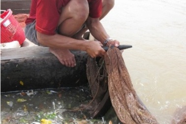 Kiếm bạc triệu mỗi ngày từ cá linh non